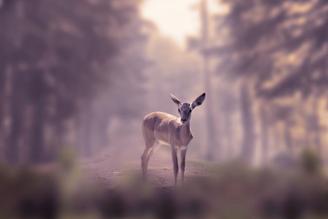 Picture of Alone small deer cub in the fog of a winter forest mountain Nature and wildlife concept with empty copy space for Editors text
