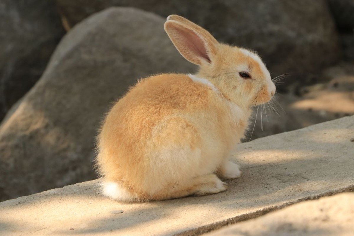 Bild på Cute little rabbit