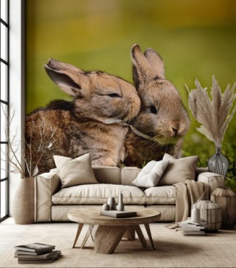 Image de Rabbit