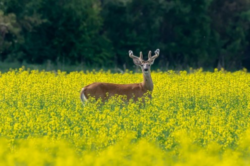 Picture of White-tailed Deer Buck in Surrounded by Canola Crop
