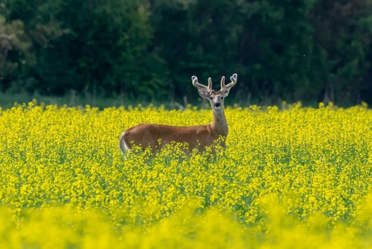 Bild på White-tailed Deer Buck in Surrounded by Canola Crop