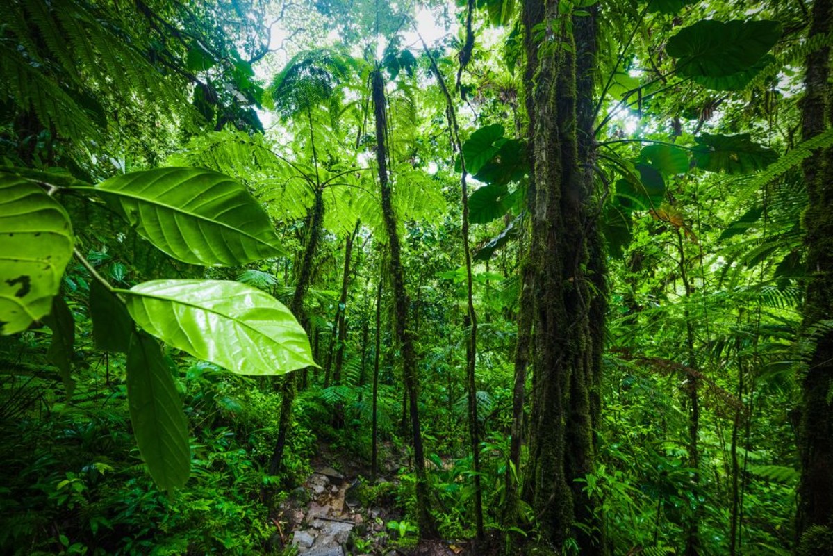 Bild på Small path through the vegetation in Guadeloupe jungle