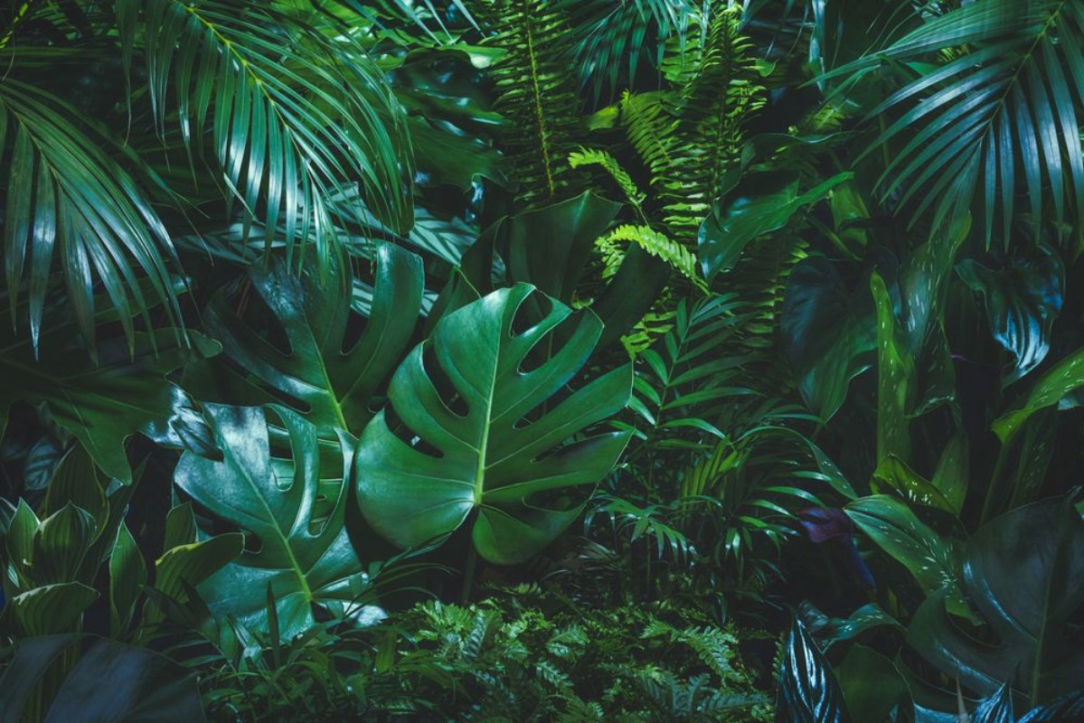 Afbeeldingen van Tropical palm leaves