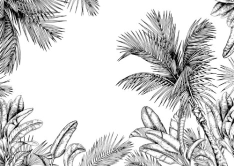Picture of Tropical card with palm trees and leaves Black and white Hand drawn vector illustration