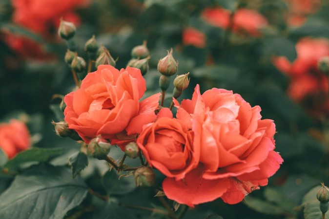 Bild på Beautiful bush of tea roses Spring and summer flower  Rose garden Nature and botany theme
