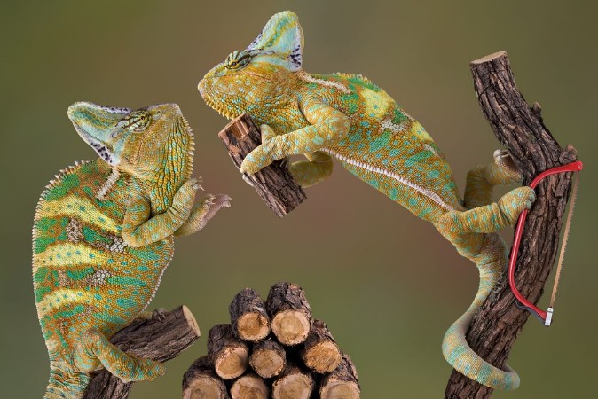 Picture of Chameleons Making Firewood