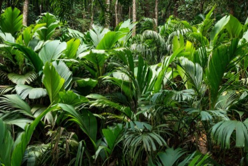 Afbeeldingen van Tropical jungle with giant green fern on the Seychelles
