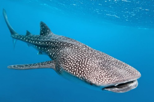 Image de Whale shark