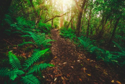 Bild på Beautiful path in lush tropical rainforest jungle in Tasman peninsula Tasmania Australia The ancient jurassic age jungle is part of three capes track famous bush walking of Tasmania Australia