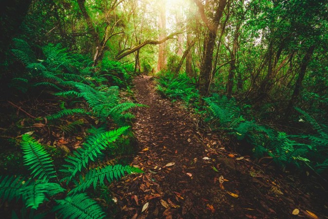 Picture of Beautiful path in lush tropical rainforest jungle in Tasman peninsula Tasmania Australia The ancient jurassic age jungle is part of three capes track famous bush walking of Tasmania Australia