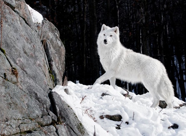 Picture of Arctic Wolf Portrait