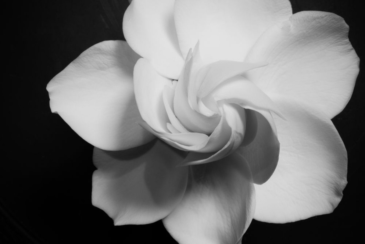 Bild på Gardenia Flower in Full Bloom High Resolution