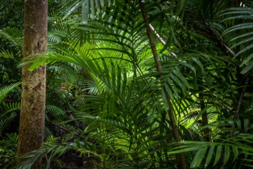 Image de Tropical jungle Tropical rainforest with different trees