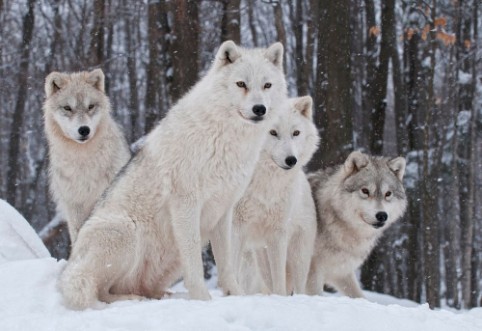 Afbeeldingen van Arctic Wolf Pack
