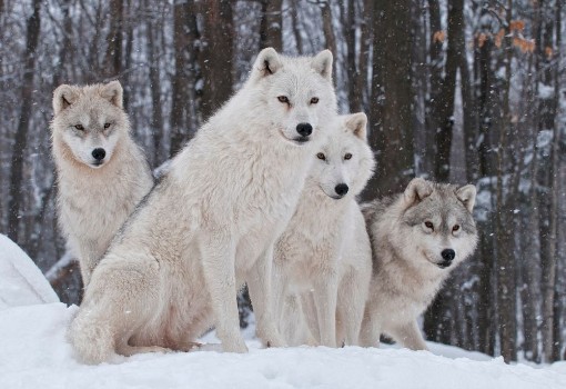 Bild på Arctic Wolf Pack