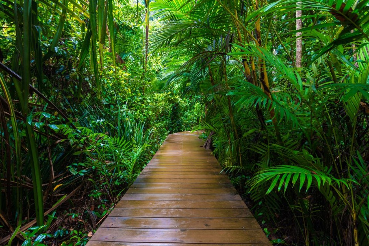 Afbeeldingen van Wooden pathway in deep green mangrove forest