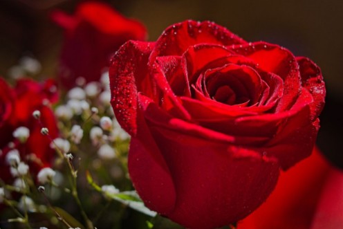 Afbeeldingen van A red rose in the foreground