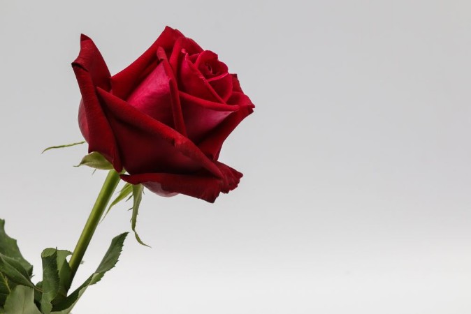 Bild på Red rose isolated on white background