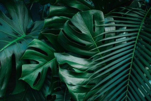 Afbeeldingen van Monstera green leaves or Monstera Deliciosa in dark tones background or green leafy tropical pine forest patterns for creative design elements Philodendron monstera textures