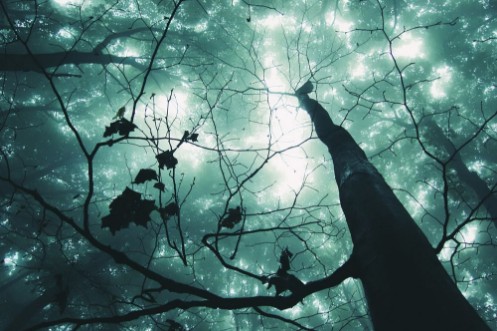 Afbeeldingen van Tree in a magical forest with green fog