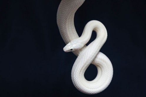 Picture of The Texas rat snake Elaphe obsoleta lindheimeri  is a subspecies of rat snake a nonvenomous colubrid found in the United States primarily within the state of Texas