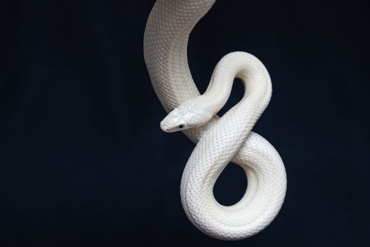 Bild på The Texas rat snake Elaphe obsoleta lindheimeri  is a subspecies of rat snake a nonvenomous colubrid found in the United States primarily within the state of Texas