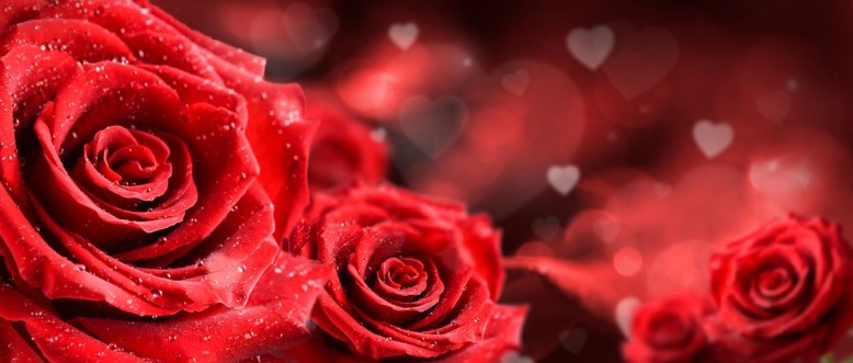 Picture of Red roses flower on valentine background  Valentines day wide rose banner
