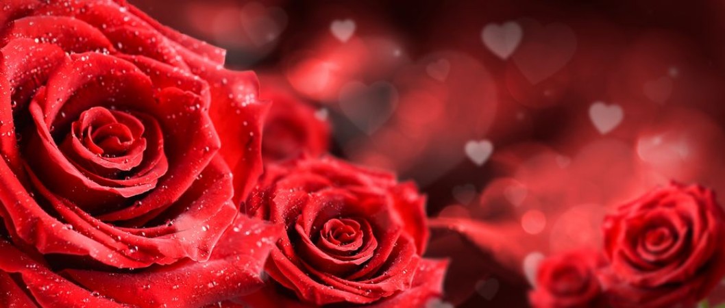 Bild på Red roses flower on valentine background  Valentines day wide rose banner