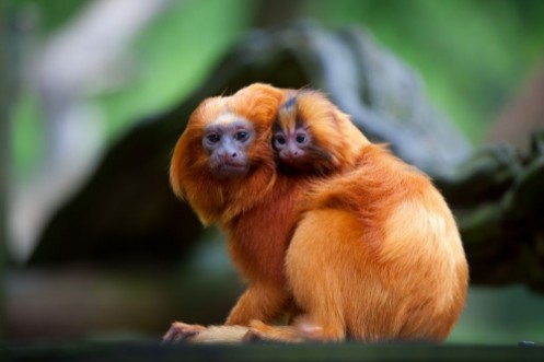 Picture of Golden lion tamarin with baby