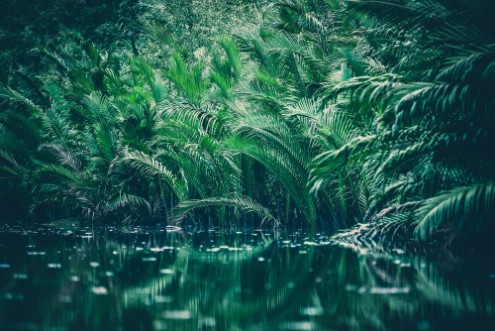 Bild på Natural green filter tropical forest with lake