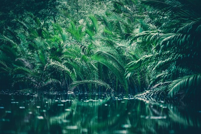 Picture of Natural green filter tropical forest with lake