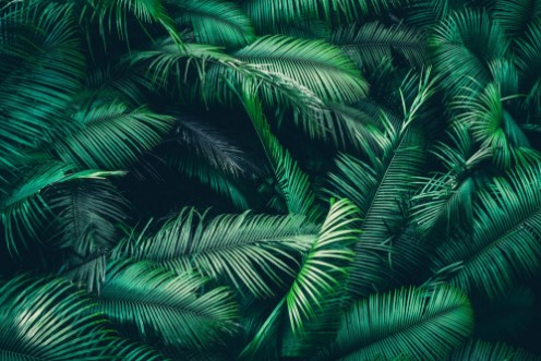 Bild på Tropical forest natural background nature scene in green tone style concept of relax and freedom lifestyle using for spa and travel