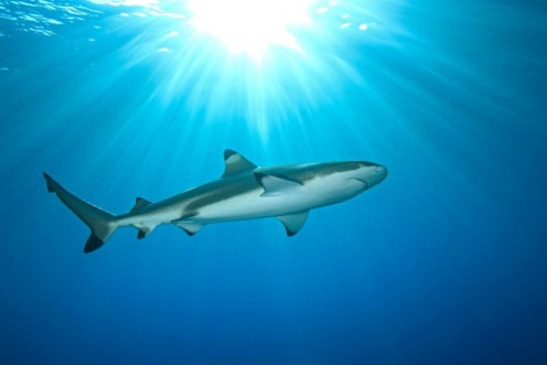 Image de Blacktip Reef Shark