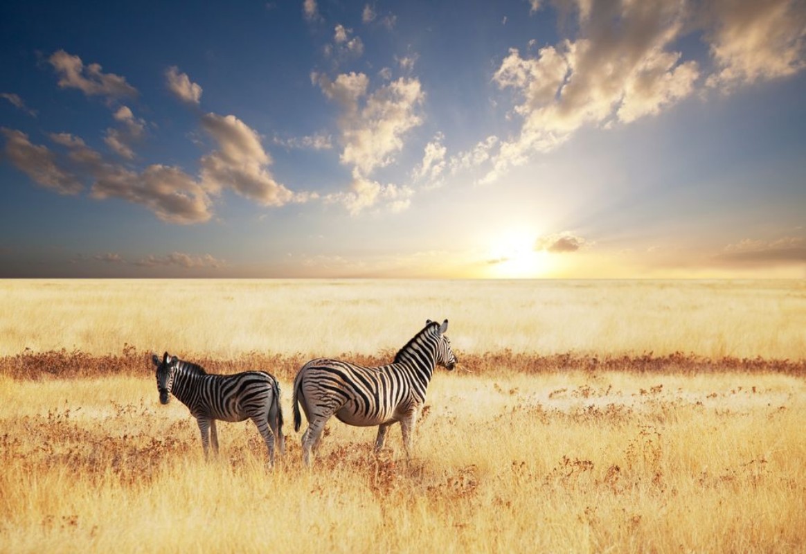 Afbeeldingen van Zebra