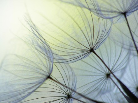 Picture of Dandelion seed