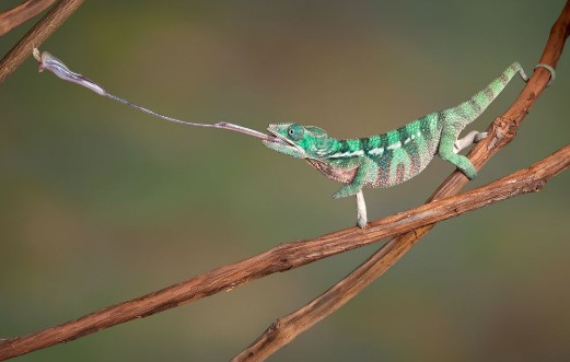 Picture of Chameleon shoots out tongue