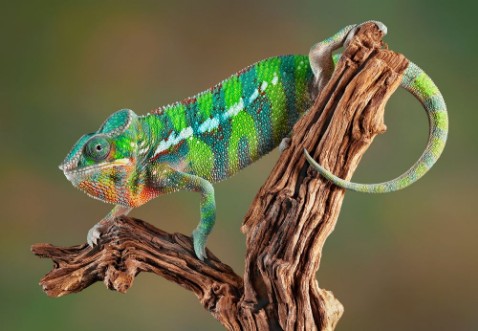 Picture of Panther Chameleon