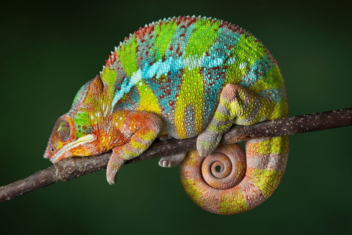 Bild på Sleeping Chameleon