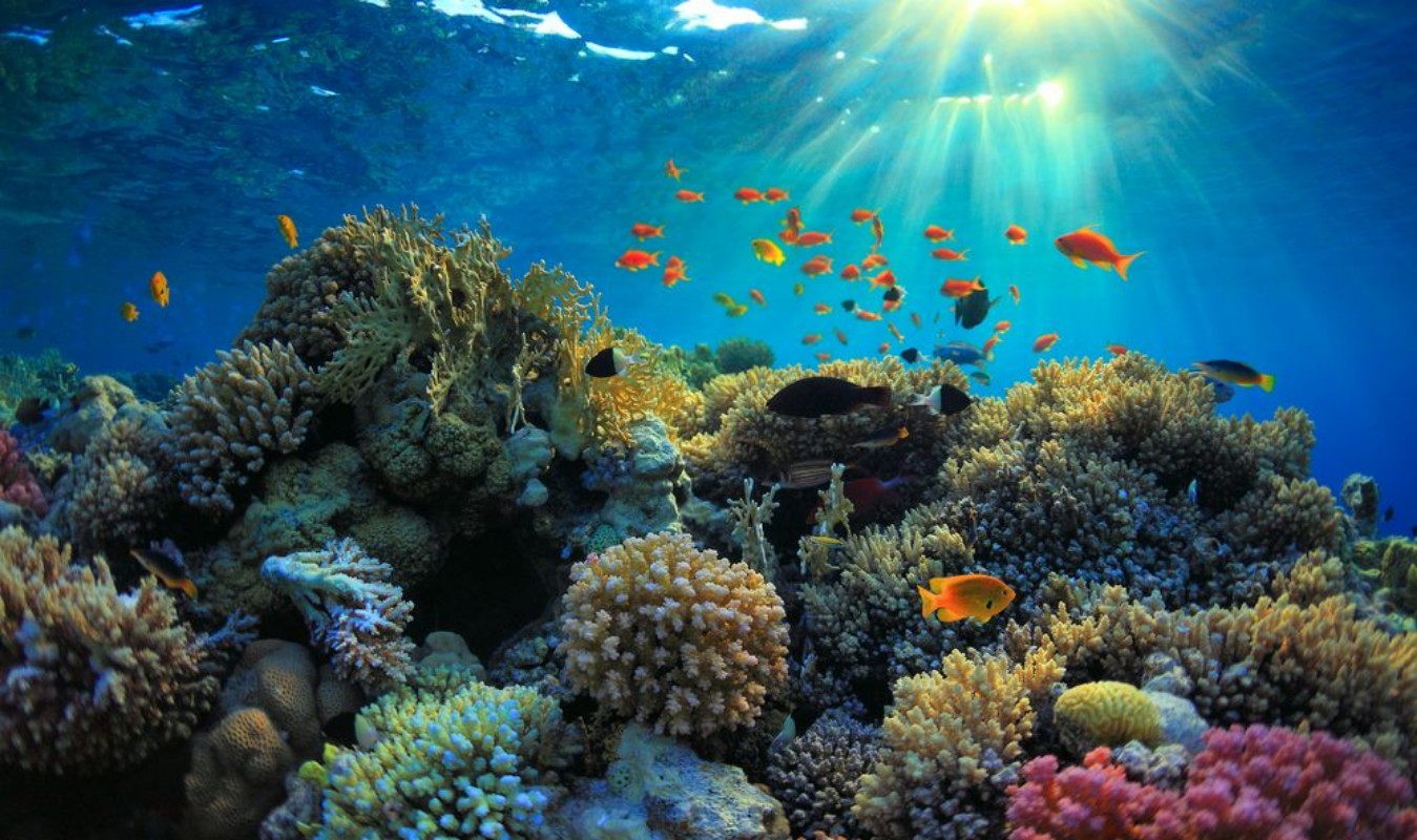 Afbeeldingen van Underwater view