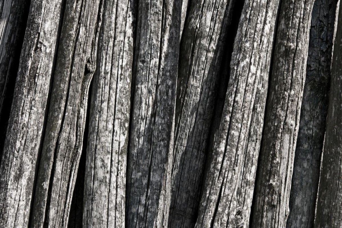 Afbeeldingen van Vecchi pali della vigna tronchi texture