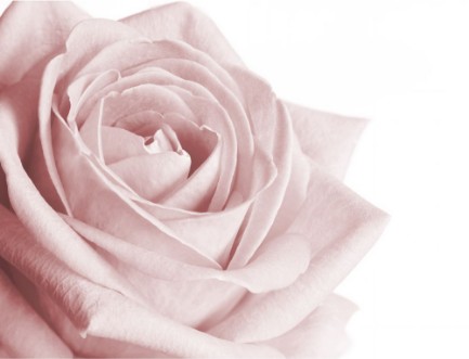 Afbeeldingen van Very pale pink rose on white background