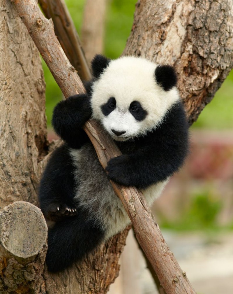 Afbeeldingen van Giant panda baby over the tree