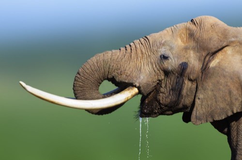 Image de Elephant drinking water