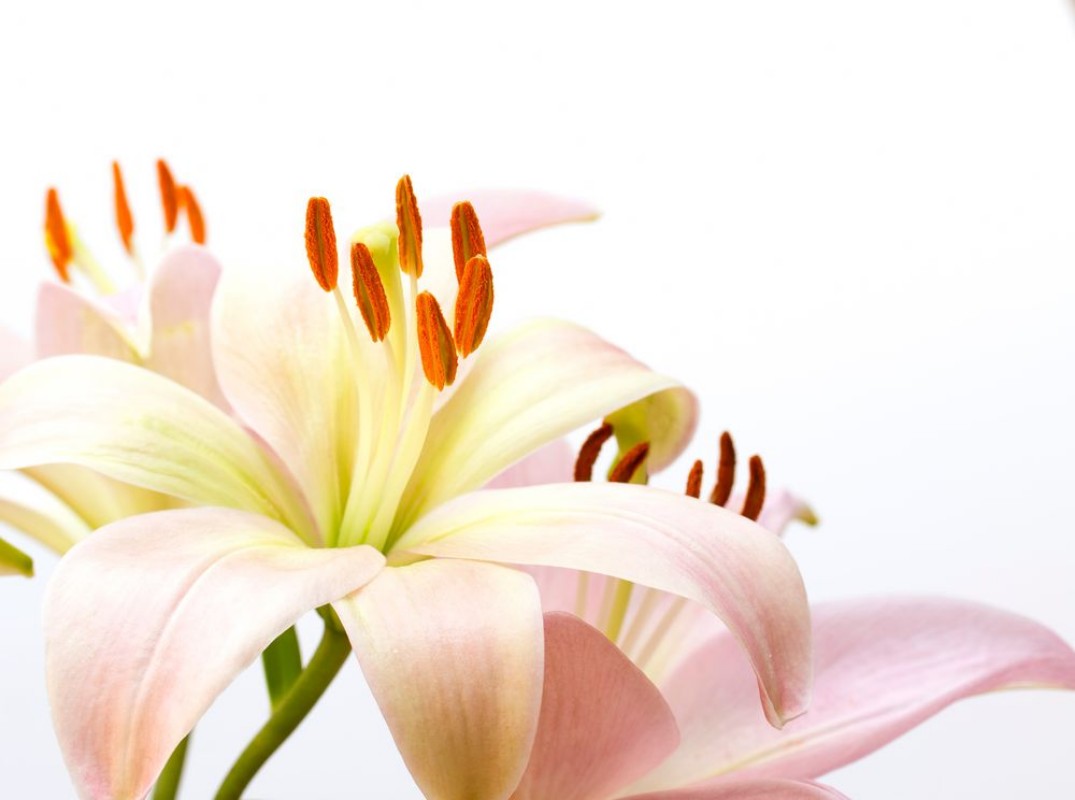 Afbeeldingen van Close up image of pale pink lily