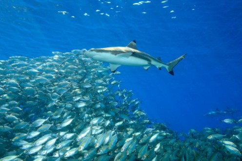 Bild på Blacktip Reef Shark with Fish