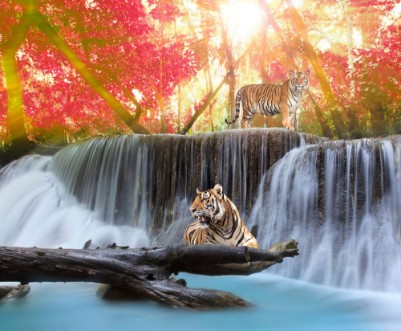 Afbeeldingen van Tiger in the waterwall