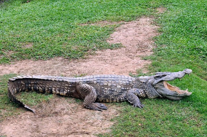 Picture of Crocodile