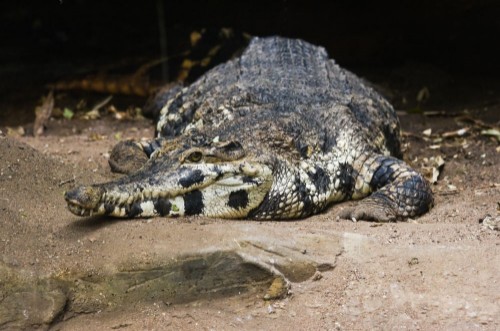 Afbeeldingen van Crocodile resting