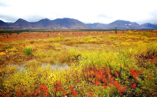 Picture of Fall Colors in Alaska