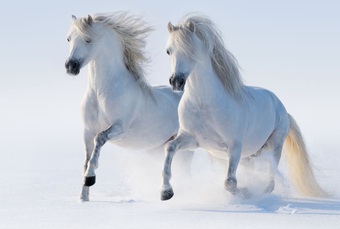 Afbeeldingen van Two galloping snow-white horses